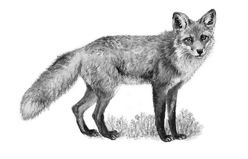 Иллюстрация к книге — Бюро лесных услуг. С вопросами и ответами для почемучек [i_018.jpg]