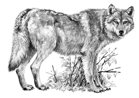 Иллюстрация к книге — Бюро лесных услуг. С вопросами и ответами для почемучек [i_019.jpg]