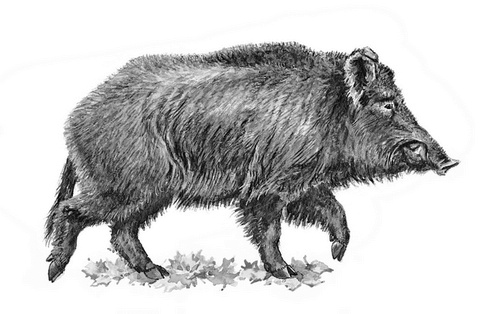 Иллюстрация к книге — Бюро лесных услуг. С вопросами и ответами для почемучек [i_022.jpg]