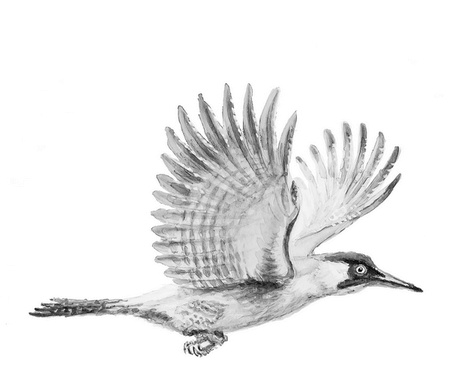 Иллюстрация к книге — Бюро лесных услуг. С вопросами и ответами для почемучек [i_023.jpg]