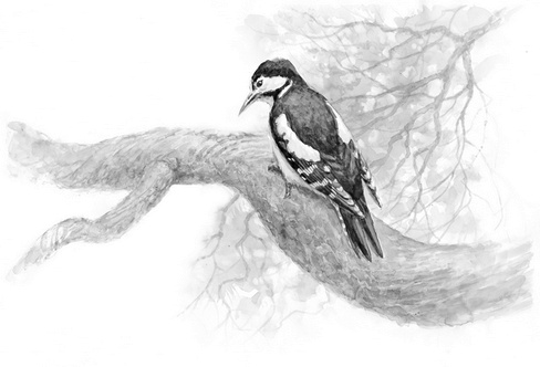 Иллюстрация к книге — Бюро лесных услуг. С вопросами и ответами для почемучек [i_025.jpg]