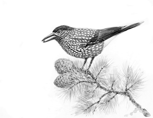 Иллюстрация к книге — Бюро лесных услуг. С вопросами и ответами для почемучек [i_027.jpg]