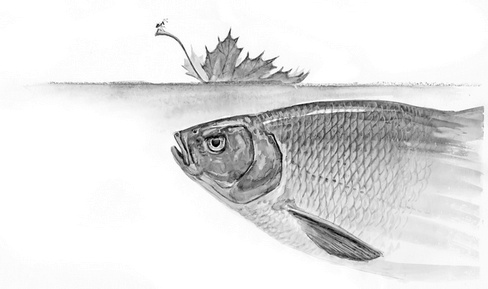 Иллюстрация к книге — Бюро лесных услуг. С вопросами и ответами для почемучек [i_031.jpg]