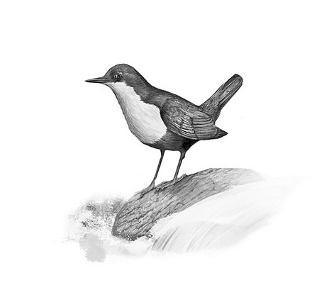 Иллюстрация к книге — Бюро лесных услуг. С вопросами и ответами для почемучек [i_032.jpg]