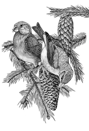 Иллюстрация к книге — Бюро лесных услуг. С вопросами и ответами для почемучек [i_034.jpg]