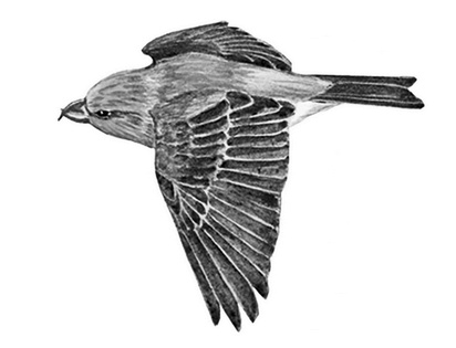 Иллюстрация к книге — Бюро лесных услуг. С вопросами и ответами для почемучек [i_035.jpg]