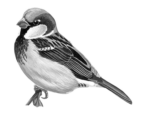 Иллюстрация к книге — Бюро лесных услуг. С вопросами и ответами для почемучек [i_036.jpg]