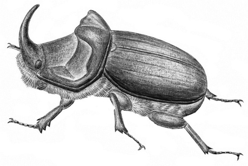 Иллюстрация к книге — Бюро лесных услуг. С вопросами и ответами для почемучек [i_039.jpg]