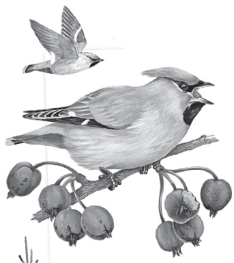 Иллюстрация к книге — Бюро лесных услуг. С вопросами и ответами для почемучек [i_042.jpg]