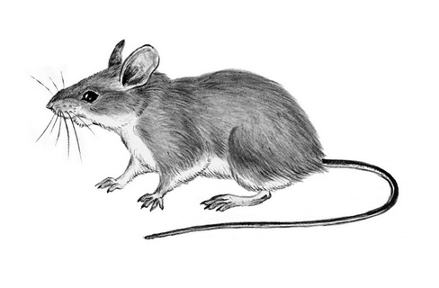 Иллюстрация к книге — Бюро лесных услуг. С вопросами и ответами для почемучек [i_044.jpg]