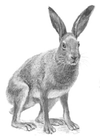 Иллюстрация к книге — Бюро лесных услуг. С вопросами и ответами для почемучек [i_048.jpg]