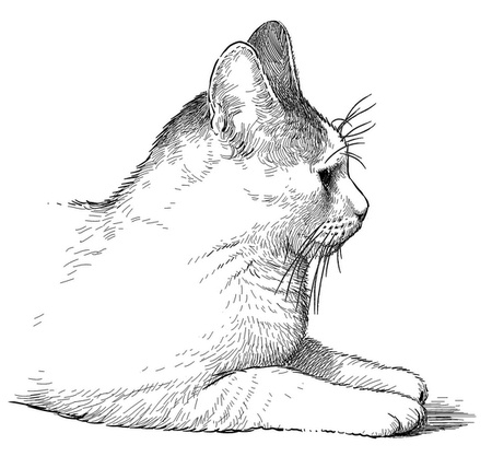 Иллюстрация к книге — Бюро лесных услуг. С вопросами и ответами для почемучек [i_049.jpg]