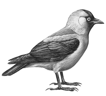 Иллюстрация к книге — Бюро лесных услуг. С вопросами и ответами для почемучек [i_050.jpg]