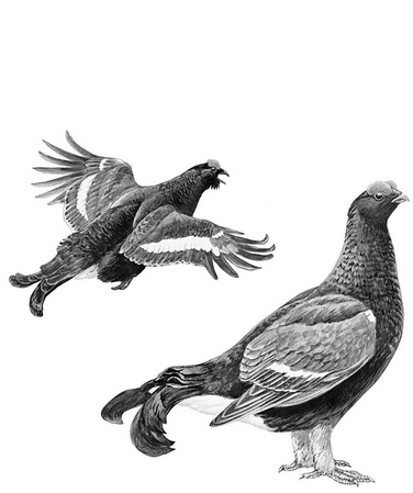 Иллюстрация к книге — Бюро лесных услуг. С вопросами и ответами для почемучек [i_054.jpg]