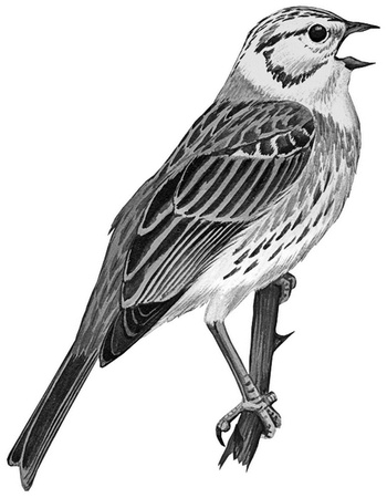 Иллюстрация к книге — Бюро лесных услуг. С вопросами и ответами для почемучек [i_056.jpg]