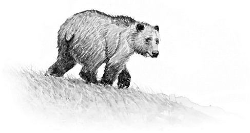 Иллюстрация к книге — Бюро лесных услуг. С вопросами и ответами для почемучек [i_057.jpg]