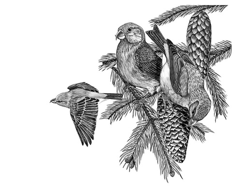 Иллюстрация к книге — Бюро лесных услуг. С вопросами и ответами для почемучек [i_060.jpg]