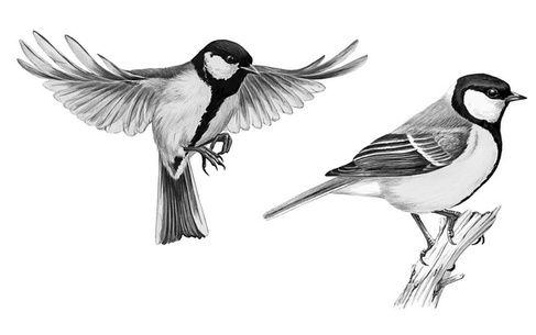 Иллюстрация к книге — Бюро лесных услуг. С вопросами и ответами для почемучек [i_061.jpg]