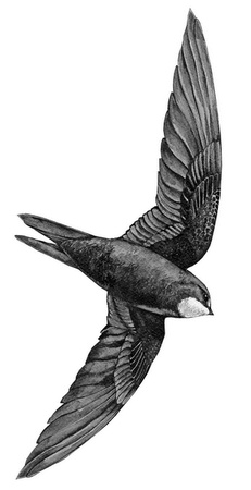 Иллюстрация к книге — Бюро лесных услуг. С вопросами и ответами для почемучек [i_062.jpg]