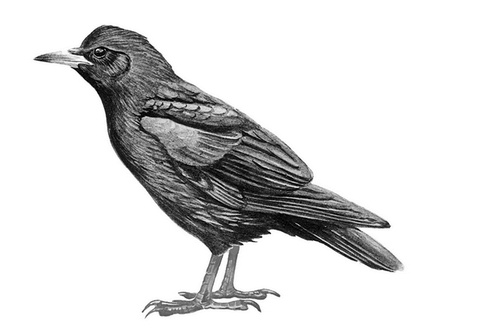 Иллюстрация к книге — Бюро лесных услуг. С вопросами и ответами для почемучек [i_064.jpg]