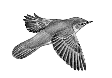 Иллюстрация к книге — Бюро лесных услуг. С вопросами и ответами для почемучек [i_067.jpg]