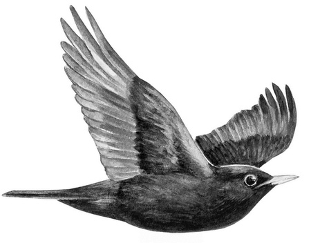 Иллюстрация к книге — Бюро лесных услуг. С вопросами и ответами для почемучек [i_068.jpg]