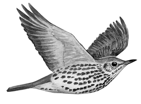 Иллюстрация к книге — Бюро лесных услуг. С вопросами и ответами для почемучек [i_069.jpg]