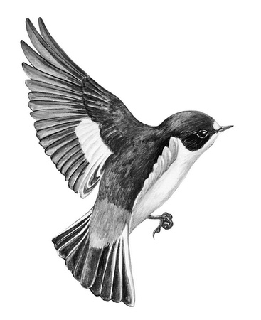 Иллюстрация к книге — Бюро лесных услуг. С вопросами и ответами для почемучек [i_070.jpg]