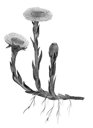 Иллюстрация к книге — Бюро лесных услуг. С вопросами и ответами для почемучек [i_074.jpg]