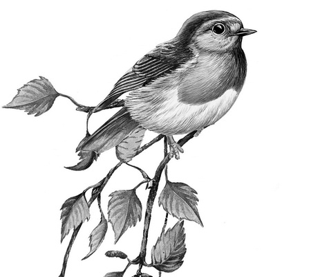 Иллюстрация к книге — Бюро лесных услуг. С вопросами и ответами для почемучек [i_079.jpg]