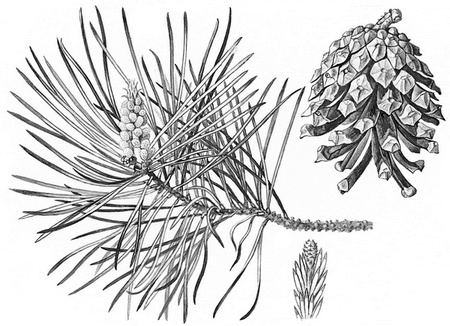 Иллюстрация к книге — Бюро лесных услуг. С вопросами и ответами для почемучек [i_080.jpg]