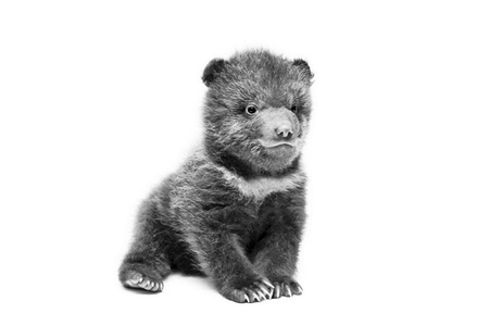 Иллюстрация к книге — Бюро лесных услуг. С вопросами и ответами для почемучек [i_081.jpg]