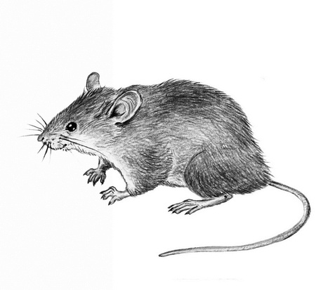 Иллюстрация к книге — Бюро лесных услуг. С вопросами и ответами для почемучек [i_083.jpg]