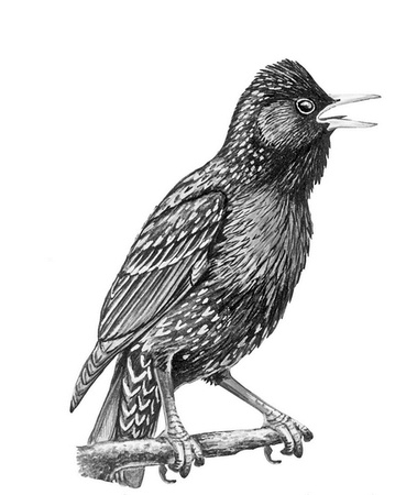 Иллюстрация к книге — Бюро лесных услуг. С вопросами и ответами для почемучек [i_088.jpg]