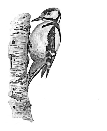 Иллюстрация к книге — Бюро лесных услуг. С вопросами и ответами для почемучек [i_093.jpg]