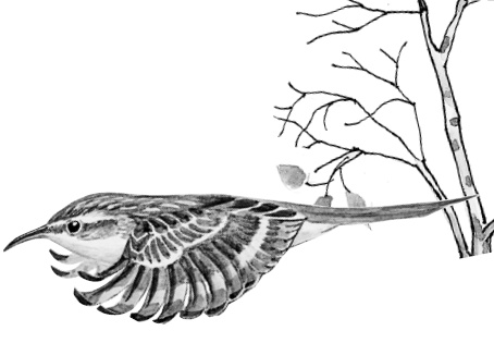 Иллюстрация к книге — Бюро лесных услуг. С вопросами и ответами для почемучек [i_094.jpg]