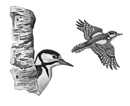 Иллюстрация к книге — Бюро лесных услуг. С вопросами и ответами для почемучек [i_097.jpg]