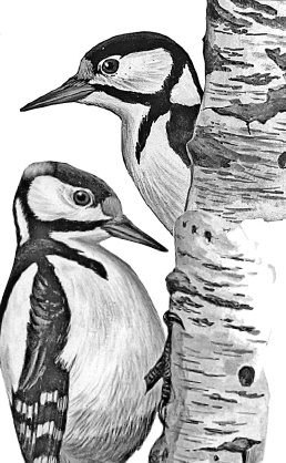 Иллюстрация к книге — Бюро лесных услуг. С вопросами и ответами для почемучек [i_098.jpg]