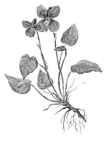 Иллюстрация к книге — Бюро лесных услуг. С вопросами и ответами для почемучек [i_103.jpg]