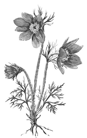 Иллюстрация к книге — Бюро лесных услуг. С вопросами и ответами для почемучек [i_108.jpg]