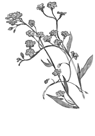 Иллюстрация к книге — Бюро лесных услуг. С вопросами и ответами для почемучек [i_110.jpg]