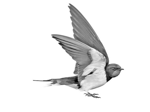 Иллюстрация к книге — Бюро лесных услуг. С вопросами и ответами для почемучек [i_117.jpg]