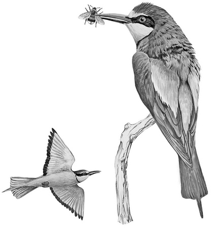 Иллюстрация к книге — Бюро лесных услуг. С вопросами и ответами для почемучек [i_120.jpg]