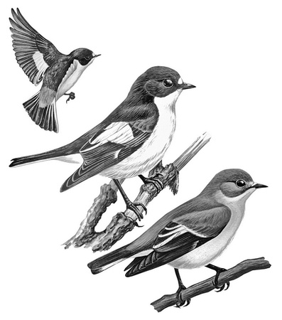 Иллюстрация к книге — Бюро лесных услуг. С вопросами и ответами для почемучек [i_121.jpg]