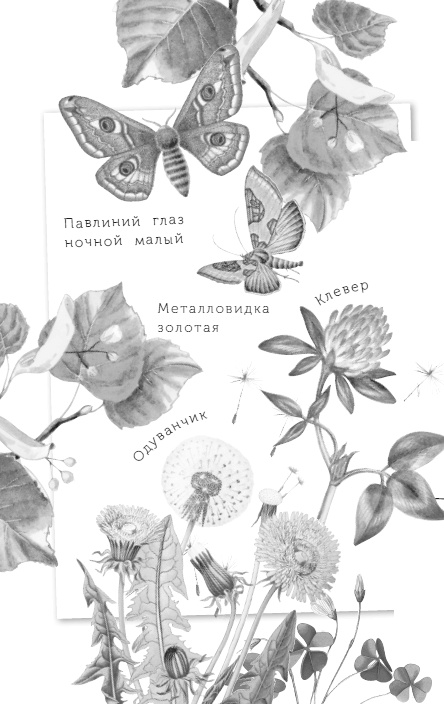 Иллюстрация к книге — Бюро лесных услуг. С вопросами и ответами для почемучек [i_127.jpg]