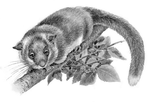 Иллюстрация к книге — Бюро лесных услуг. С вопросами и ответами для почемучек [i_132.jpg]