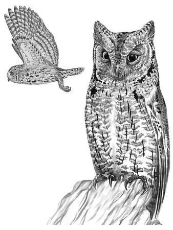 Иллюстрация к книге — Бюро лесных услуг. С вопросами и ответами для почемучек [i_133.jpg]