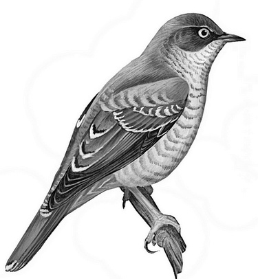 Иллюстрация к книге — Бюро лесных услуг. С вопросами и ответами для почемучек [i_137.jpg]