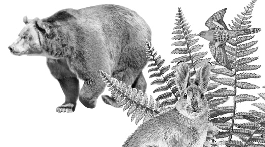 Иллюстрация к книге — Бюро лесных услуг. С вопросами и ответами для почемучек [i_139.jpg]