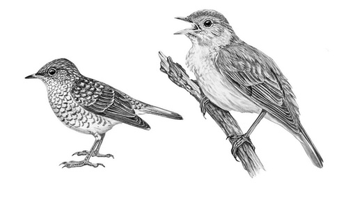 Иллюстрация к книге — Бюро лесных услуг. С вопросами и ответами для почемучек [i_142.jpg]